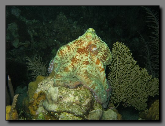 octopus